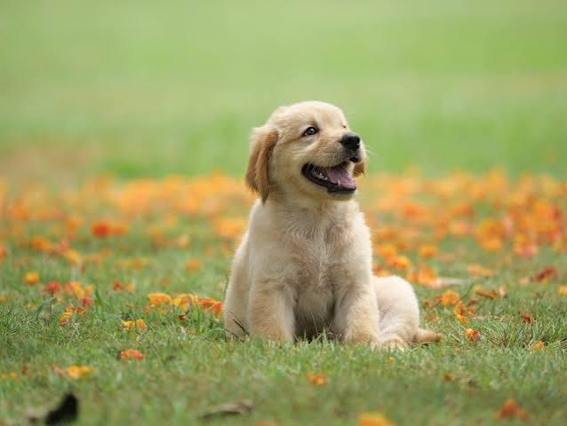 dog 3